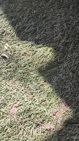 The video captures a thin brindle-colored dog lying on its back on a patch of green artificial grass. The dog's eyes are closed, and its head is resting against a dark cylindrical object. Its legs are splayed out, with the hind legs bent at the knees and the front legs also bent. In the background, a wooden lattice structure is visible. The lighting suggests an outdoor setting, possibly a patio or yard, with shadows indicating sunlight.