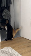 Two cats play indoors in Novi Sad home