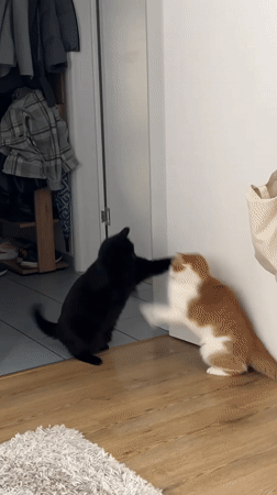 Two cats play indoors in Novi Sad home