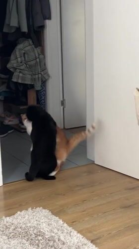Two cats play indoors in Novi Sad home