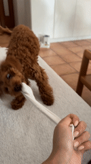 Person plays tug-of-war with small dog in Sutomore