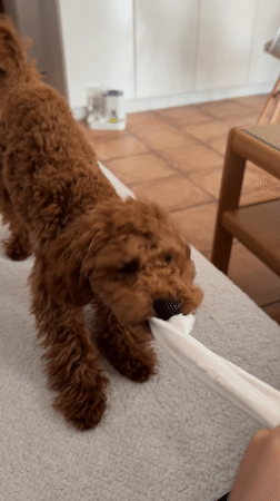 Person plays tug-of-war with small dog in Sutomore