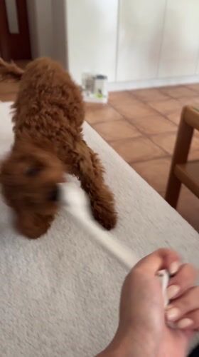 Person plays tug-of-war with small dog in Sutomore