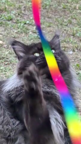 A black cat with long fur is playing with a rainbow-colored feather toy outdoors on the grass. The cat is lying on its back, swatting at the toy with its paws. The toy is dangling from above and the cat's eyes are focused on it. The cat's fur is fluffy and its ears are pointed. The grass is green and dry.