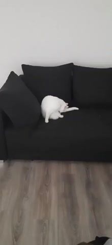 A white cat grooms itself on a black couch. The cat is positioned in the center of the couch, facing to the right. Its back is to the viewer, and it is licking its hind leg. The couch has two large black pillows behind the cat and one on the left side. The floor in front of the couch is made of wood-look laminate. The wall behind the couch is white.