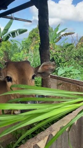 In a close-up, low-angle shot, a brown cow is eating handfuls of grass in a wooden pen. The cow's face fills much of the frame, with its wet black nose, brown eyes, and pointed ears clearly visible. A hand outside the pen offers more grass, which the cow eagerly consumes. The pen appears to be a simple wooden structure, set against a backdrop of lush green vegetation, including banana trees, under a bright, partly cloudy sky. The setting suggests a rural or agricultural environment. The camera remains stable throughout the shot.