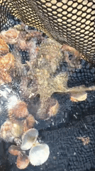 Crabs and octopuses at the Limenaria waterfront, fresh from the net