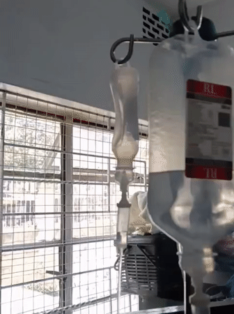 Cat receives IV treatment at Nairobi veterinary facility