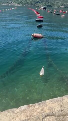 The video shows a seagull floating in clear green water. A concrete wall is visible in the foreground, and a line of buoys can be seen in the background. The seagull is white with gray wings and yellow feet. It is facing away from the camera. The water is calm, with slight ripples on the surface.