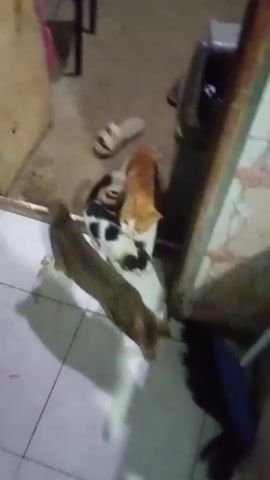 The video shows four cats in an indoor environment. Two of the cats are visible in the foreground, one is orange and white and the other is black and white. They appear to be interacting with something on the floor. Two other cats are partially visible in the background. The environment appears to be a room with tiled flooring and some furniture and household items, including a pair of flip-flops. The lighting is dim.