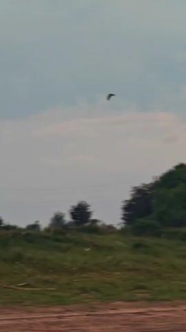 This video captures a bird in flight over a rural landscape. The scene is set in Vorogovo, Russia, under a cloudy, overcast sky. The time of day appears to be late afternoon or early evening, given the soft, diffused light.

The foreground features a dirt road or path, with a grassy, undulating field behind it. A line of dense green trees runs along the horizon, with a few sparse structures and fence posts visible amidst them. One small, weathered wooden building with a dark roof is discernible within the tree line. The overall impression is one of quiet, natural scenery.

The primary activity is the flight of a single bird, appearing as a dark silhouette against the pale sky. Its wings are outstretched as it soars, creating a dynamic element within the otherwise still landscape. No people are visible in the video. The weather appears to be humid and possibly cool, with the clouds suggesting a chance of rain or at least a lack of strong sunlight. The emotion evoked is one of peaceful observation of nature. No text is visible in the media.