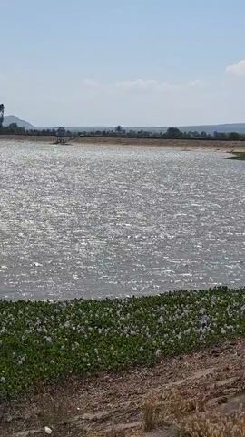 The camera slowly pans across a large body of water on a sunny day. The water reflects the sunlight, creating a shimmering effect on its surface. Along the shoreline, there is a dense patch of green vegetation with white flowers. The land leading up to the water is covered with dry, brown grass. In the distance, there is a landscape with trees and hills, and a small building can be seen on the other side of the lake. The sky is blue with scattered white clouds.