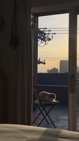 Cat rests peacefully on Los Angeles balcony during golden hour