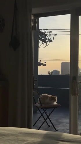 Cat rests peacefully on Los Angeles balcony during golden hour