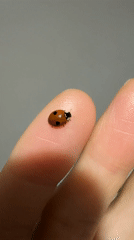 Ladybug encounter and cityscape captured in Ulyanovsk