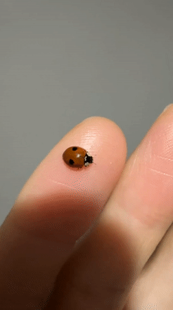Ladybug encounter and cityscape captured in Ulyanovsk