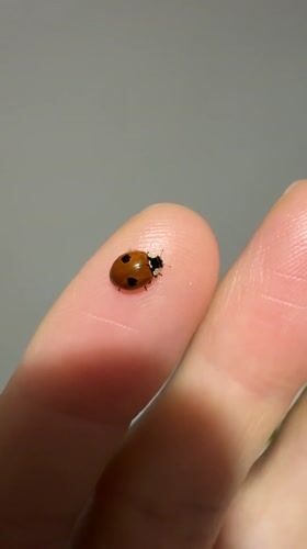 Ladybug encounter and cityscape captured in Ulyanovsk