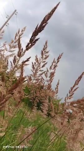 A low-angle shot of tall, dried grass stalks swaying in the wind against a cloudy sky. The grass has a light brown, feathery appearance. In the background, blurred green foliage and a utility pole are visible. The bottom left corner of the video displays the text "Infinix HOT 50."