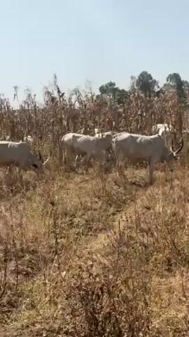 A herd of light-colored cattle grazes in a field of dry vegetation under a clear, blue sky. The cattle are mostly obscured by the tall, dry plants, likely corn stalks, giving the impression that they are moving through a field of brown. Trees are sparsely scattered in the background. A figure on what appears to be a bicycle is seen briefly towards the left of the frame, overseeing the cattle. The ground is dry and dusty, indicative of a dry season or arid climate.