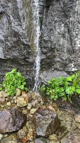 A narrow stream of water cascades down a dark, wet rock face. Lush green plants with large leaves grow at the base of the rock. Rocks of various sizes are scattered around the bottom of the waterfall. The rock face appears to be part of a mountainside, with more rocks and vegetation visible further up. The lighting suggests an overcast day.