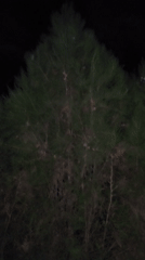 Nighttime scenes around a quiet Gulabad exterior, moon and trees