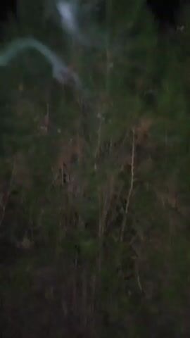 The video displays a time-lapse of trees at night. The sky is black, suggesting darkness. The trees are dark green and appear to be coniferous, possibly pine trees, with thin needles. The branches are dense and extend upwards, creating a somewhat pointed shape at the top of the frame. There are instances of faint, blurry white mist or fog moving through the trees, particularly visible in the latter half of the video. The mist appears to be wispy and dissipates as it moves. The lighting is dim, and the overall impression is of a dark, outdoor environment at night with some atmospheric conditions present. No people or animals are visible.