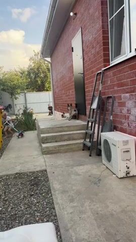 A light-colored dog lies on its side on concrete steps, with its head facing left. A darker-colored dog stands over it, sniffing its rear. A brick wall is to the right of the dogs. There are two metal ladders leaning against the wall. An air conditioning unit is visible at the bottom right.