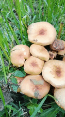 Nature observer documents mushrooms and insects near Go Maya