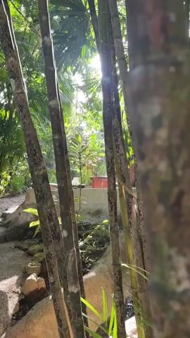 The video shows a sunlit path in a lush, green jungle setting. Tall bamboo stalks are in the foreground, with the sun shining through them and creating lens flares. The path is made of gravel and lined with rocks. In the background, there is more dense foliage and a raised concrete structure with a red planter. The scene appears peaceful and natural.
