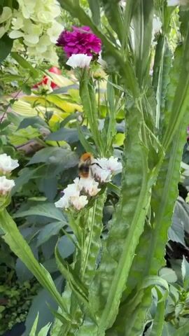 A bumblebee flies around white flowers in a garden. The bee lands on one of the flowers briefly. There are also pink and white flowers in the background.