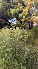 Garden pathway filmed in early morning Cogolin residential setting