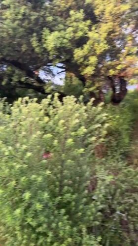 Garden pathway filmed in early morning Cogolin residential setting