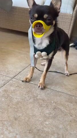 A small, dark brown and tan Chihuahua stands on a tiled floor. The dog is wearing a green harness with a decorative white flower on it and a yellow duck-billed muzzle. The dog is looking towards the camera. In the background, a wicker chair with white and blue cushions is visible. A leash is attached to the harness. The lighting suggests an outdoor or well-lit indoor environment.