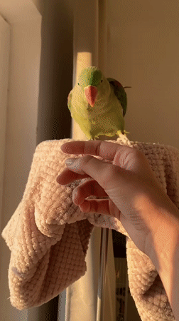 Green parrot at home — finger, cage, and windowsill