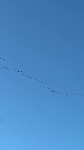The video shows a flock of birds flying in a V formation against a clear, blue sky. The birds are dark in color with some white markings. They appear to be geese. The camera follows them as they fly in a line across the screen.