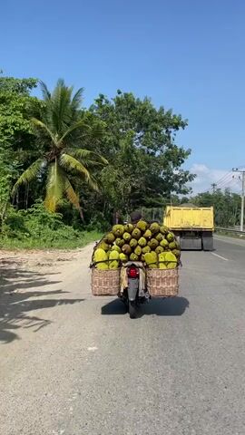 A rear-view, medium shot captures a person riding a motorcycle loaded with a large quantity of jackfruit on a paved road under a clear blue sky. The jackfruit is packed into two large woven baskets, one on each side of the motorcycle's rear, and piled high in the center between the baskets. The motorcycle rider, wearing a dark shirt and helmet, is visible from the back. The road is flanked by lush green vegetation, including palm trees and other trees, with a dirt shoulder on the left side. In the background, a yellow truck is driving ahead on the same road, and more trees and utility poles are visible. The overall scene depicts a rural or semi-rural environment on a sunny day.