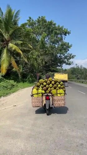 Jackfruit-loaded motorcycle on a rural Indonesian road