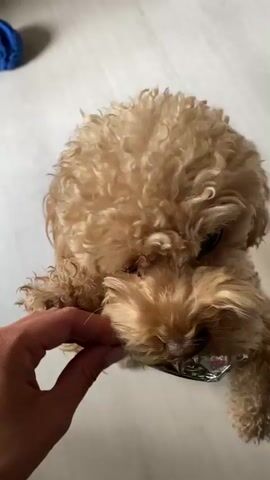 A tan toy poodle is being offered a treat from a person's hand. The dog is sitting and then begins to stand on its hind legs to get the treat. The treat appears to be a dried fish or meat treat. The dog takes the treat into its mouth and chews. The floor is a light wood laminate.