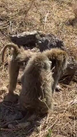 Two baboons are sitting on dry grass near a dark-colored rock. One is grooming the other, using its hand to pick through the fur on the other baboon's back. The baboons are covered in light brown fur. The grass is mostly brown and dry. It is a sunny day.
