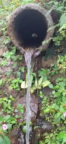 A concrete pipe is discharging a steady stream of clear water down a rocky, vegetation-covered wall. The water flows downwards and appears to be collected at the bottom. The surrounding area is densely packed with various green plants, some of which have small pink flowers. The lighting suggests an overcast or shaded environment. The camera is positioned to capture the water flow from the pipe and the immediate surroundings.