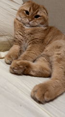 Orange Scottish Fold cat rests peacefully on bed in Voronezh