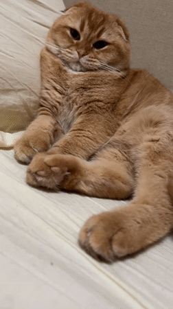 Orange Scottish Fold cat rests peacefully on bed in Voronezh