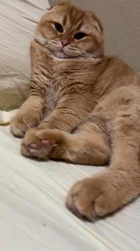 Orange Scottish Fold cat rests peacefully on bed in Voronezh