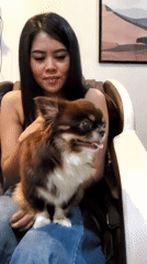 Chihuahua hangs out at a massage spot in Trang