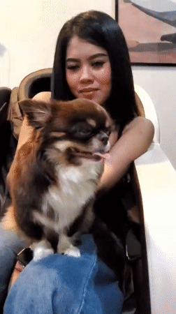 Chihuahua hangs out at a massage spot in Trang