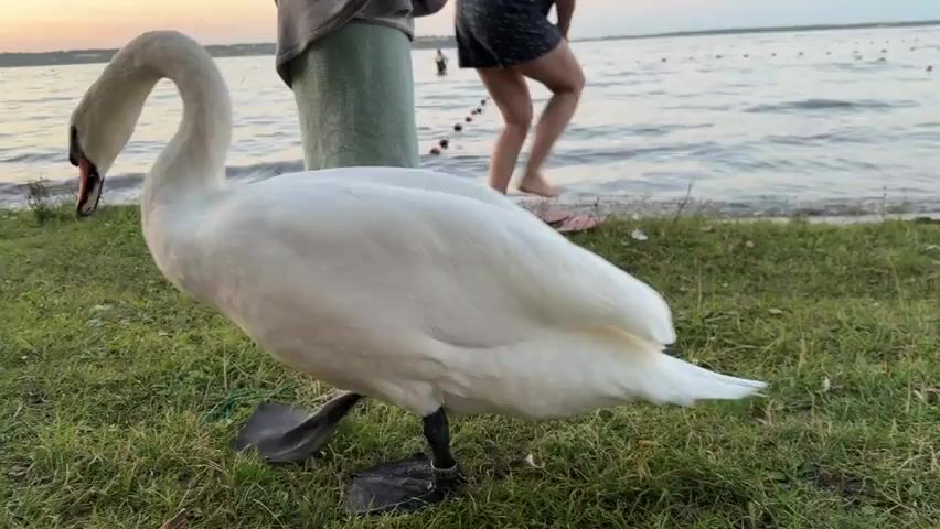 A swan walks on grass near a body of water. In the background, two people are standing near the water's edge. The swan is white with black legs and feet. The water is calm with small waves. The sky is a soft pink and orange, indicating sunset. There are some buoys in the water. One person is wearing a green towel or skirt, and the other is wearing shorts. The ground is covered in green grass with some fallen leaves.