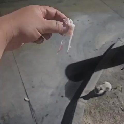 A hand holds a piece of meat above a concrete surface. A cat is visible in the background. The hand drops the meat, and the cat approaches and eats it.
