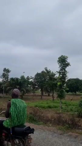 The video shows a sideways panning shot of a rural landscape under a cloudy sky. The foreground features a paved surface, likely a road or path, with dry grass and brown soil to the right. The middle ground is dominated by various trees, including palm trees and other deciduous varieties, scattered across a field with patches of dry grass and some green vegetation. The background consists of more trees and a distant, low horizon under a uniformly gray, overcast sky. The scene is devoid of people or any discernible actions or interactions.