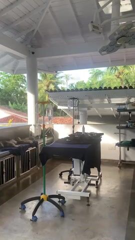 The video captures an outdoor or semi-outdoor veterinary treatment area. On the left, a brown dog is resting on a black blanket atop a counter with several metal cages below. Another dog, mostly obscured, is also visible. An IV drip stand with two bags is next to the counter. In the center, a white surgical table with a black drape is present, also equipped with an IV stand. Further right, a multi-tiered metal shelf holds various items. The area is covered by a white roof supported by a white pillar. Beyond the treatment area, lush green trees, including palm trees, and rooftops of other buildings are visible under natural daylight.