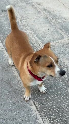 A medium-sized dog with tan and white fur stands on a tiled surface. The dog is wearing a red collar and is looking to the right of the frame. The camera is positioned above the dog, looking down. The lighting appears to be natural daylight.